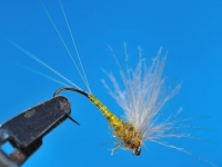 Body Quill rhodani no hackle