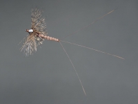 Arctic vulgata spent spinner