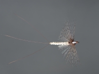 Arcticflies Spent spinner hackle