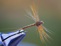 Siphlonorus Aestivalis Spent Spinner