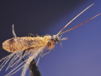 Vagwing caddis versjon 2