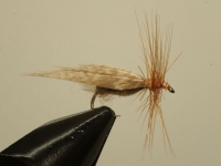 Pheasant Sedge