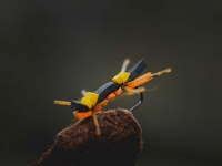 Tsjernobyl Ant 