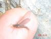 post-404-13949846634025_thumb.jpg
