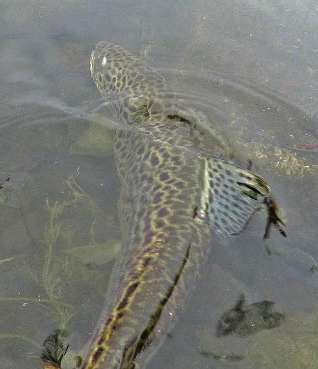 leopardtrout.jpg