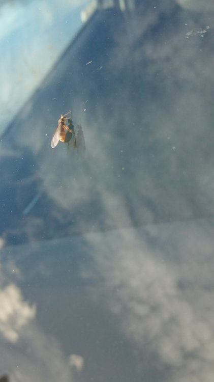 mms_img730695286.jpg