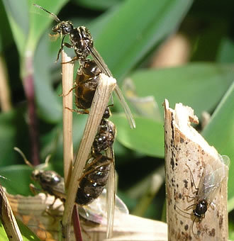 Maurkaos! Brune maur på krok 14 og 16 er en «banker» når sensommerens maur sverminger setter i gang.