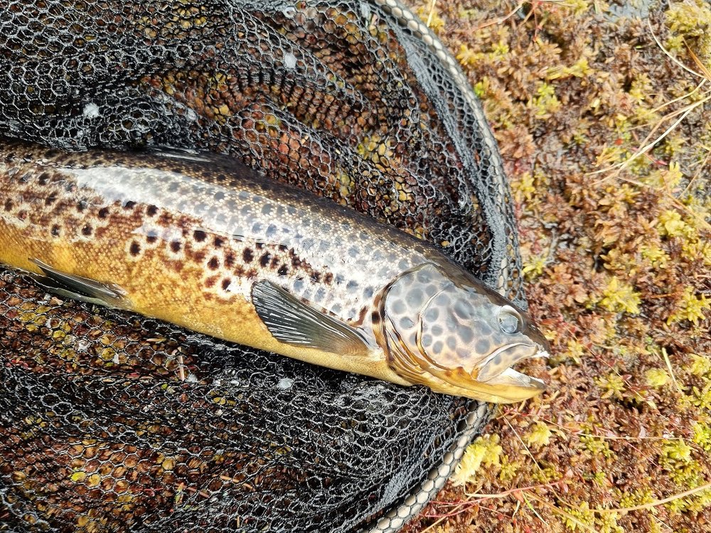 Dagens største på 800 gram