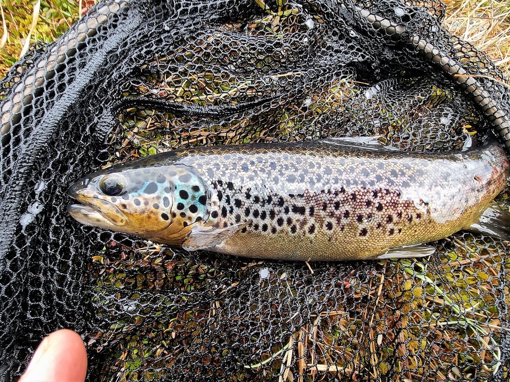 En skikkelig tjukkas, med nydelige farger som ikke kommer ordentlig frem på bildet.