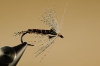 Pheasant tail partiridge