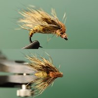 Hatching caddis