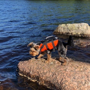 dog-life-vest-safety-orange.jpg.2a1beb267312d39e212ca1def3f2e913.jpg